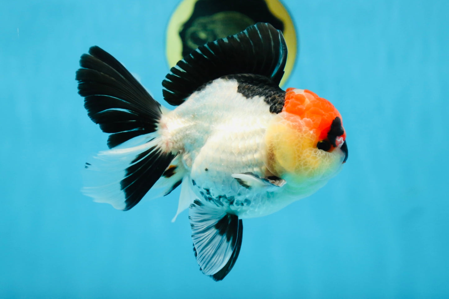 CHARLIE CHAPLIN A Grade Tricolor Oranda Male 5 inches #082225OR_15