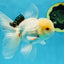 A Grade White Oranda Male 5.5 inches #052325OR_02