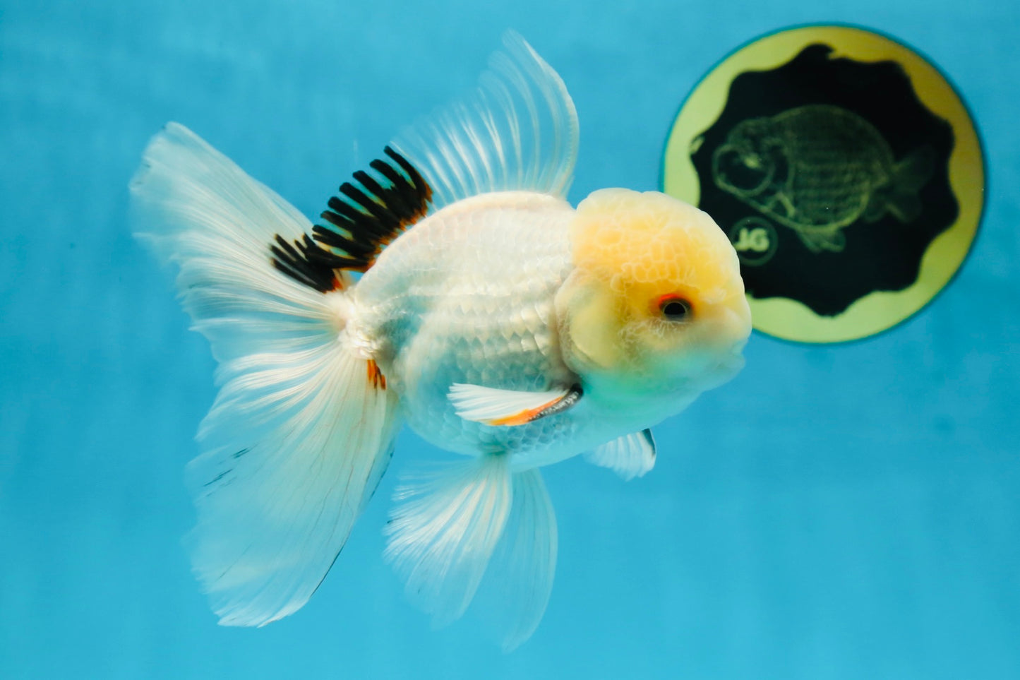 A Grade White Oranda Male 5.5 inches #052325OR_02