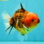 A Grade Tiger Yuanbao Male 5-5.5 inches #080726YB_25