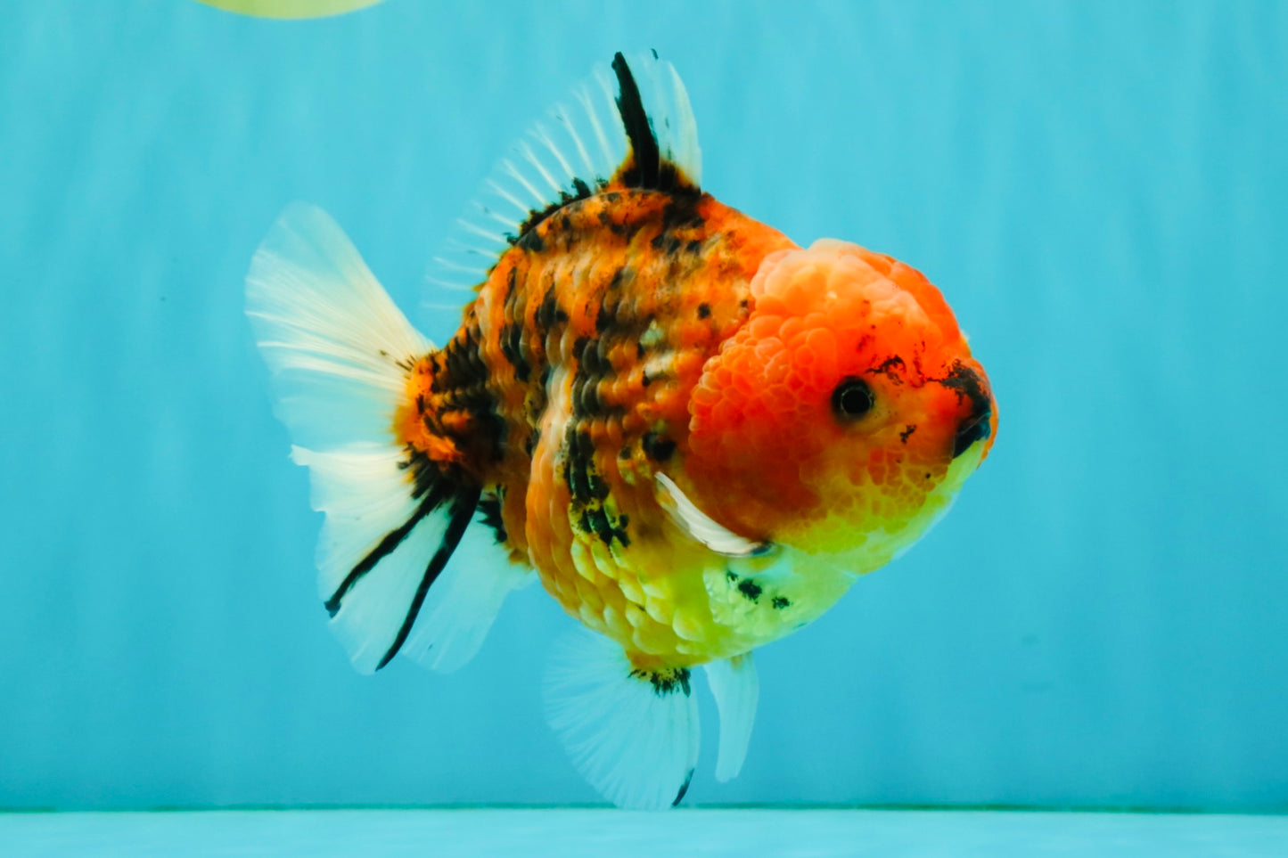 A Grade Tiger Yuanbao Male 5-5.5 inches #080726YB_25