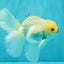 BEAUTY AAA Grade Little Chicken White Oranda Male 5.5 inches #072426OR_15