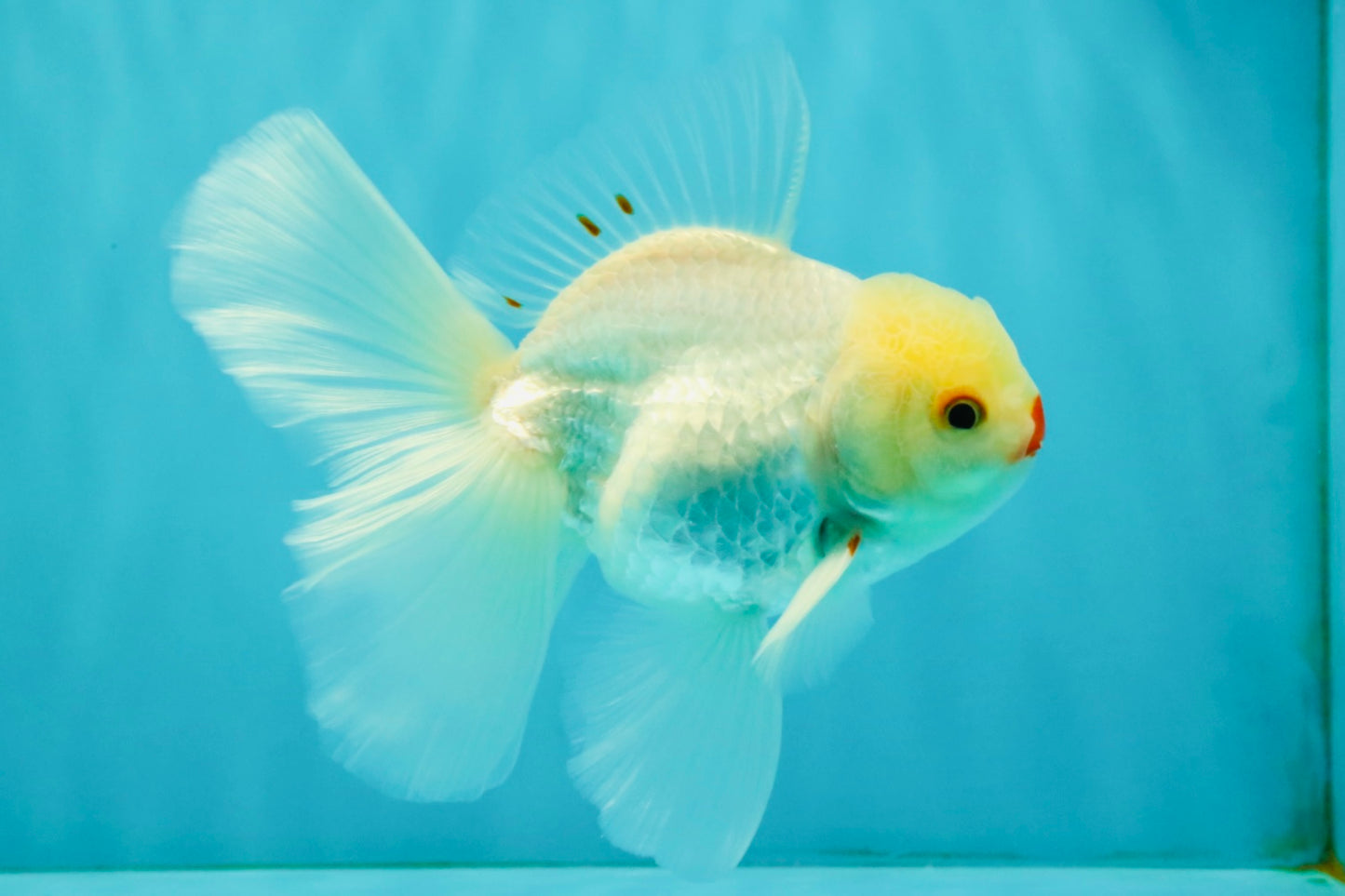 BEAUTY AAA Grade Little Chicken White Oranda Male 5.5 inches #072426OR_15
