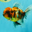 A Grade Calico Oranda Male 6.5-7 inches #082126OR_14