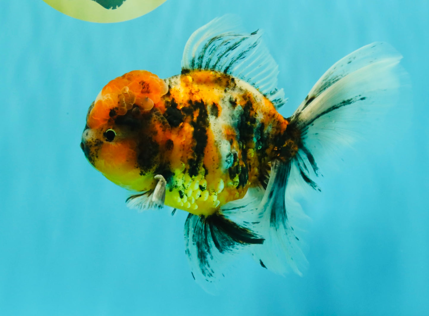 A Grade Calico Oranda Male 6.5-7 inches #082126OR_14