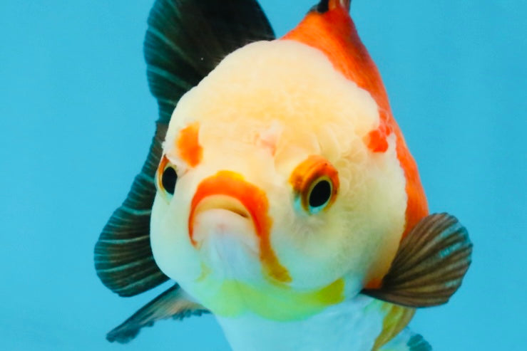 Tricolor Yuanbao Female 4 inches #111425YB_01