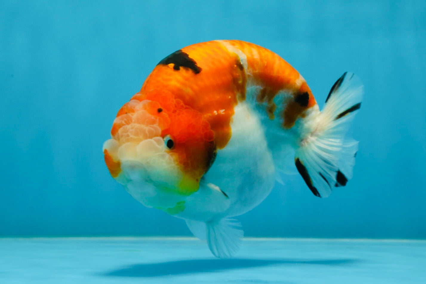 AAA Grade Strong Body Structure Sakura LionKing 5 inches #051625LC_08