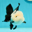 A Grade Cheeky Panda Button Eyes  Oranda Male 4.5 inches #111524OR_24