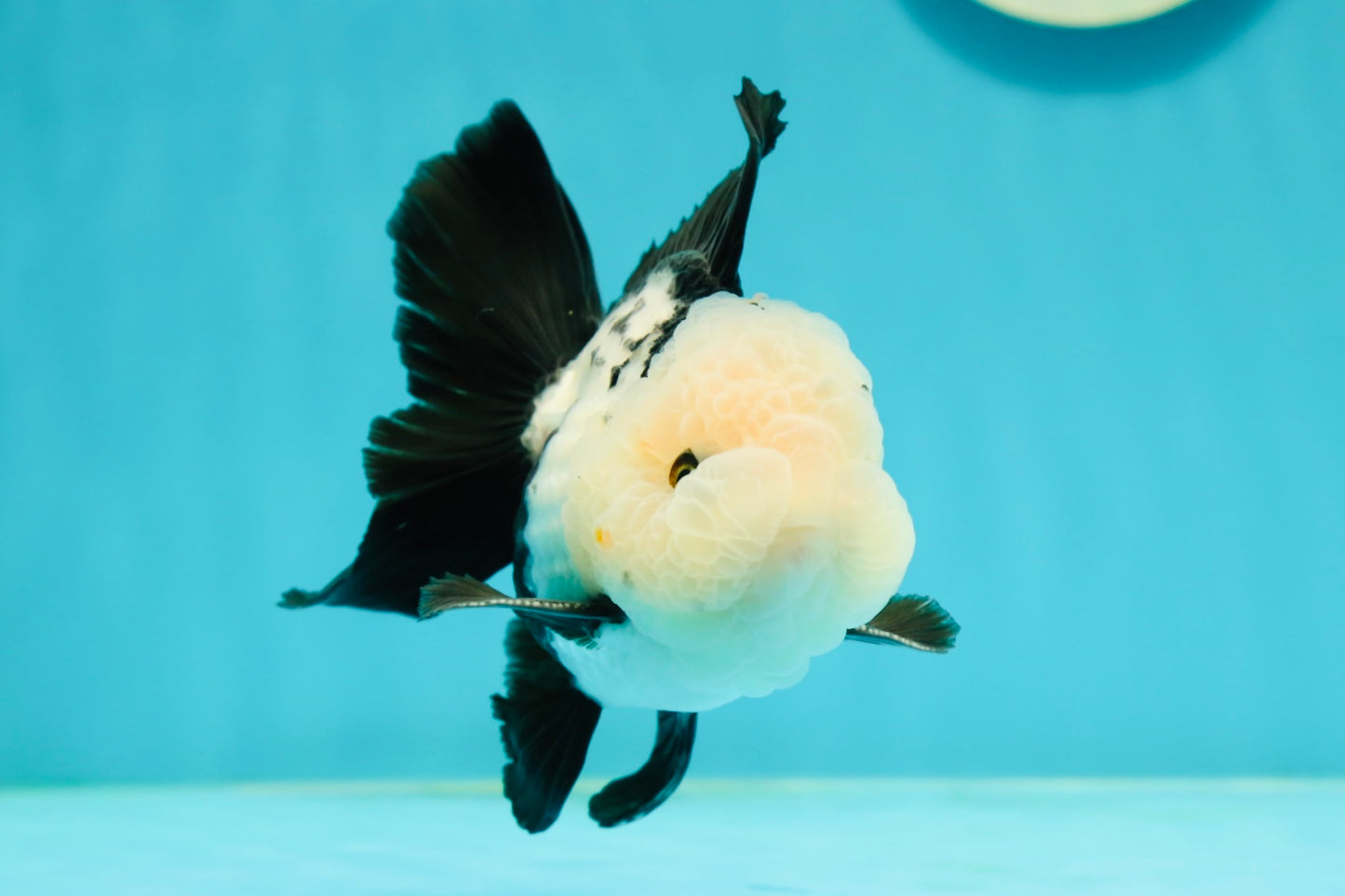 A Grade Cheeky Panda Button Eyes  Oranda Male 4.5 inches #111524OR_24