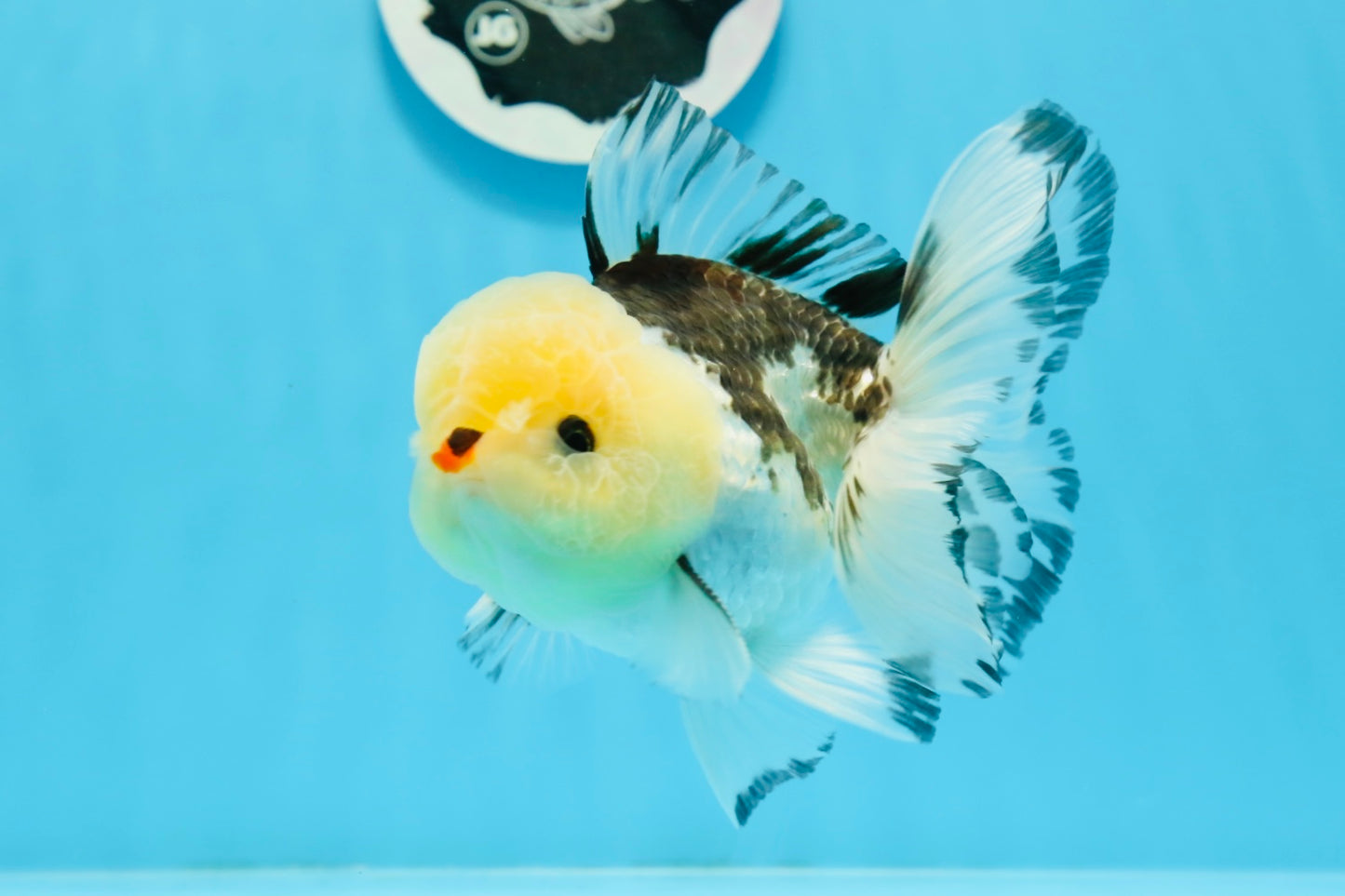 A Grade Tricolor Button Eyes Oranda Male 4.5 inches #0920OR_23