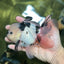 A Grade Panda Oranda Male 5.5 inches #120624OR_01