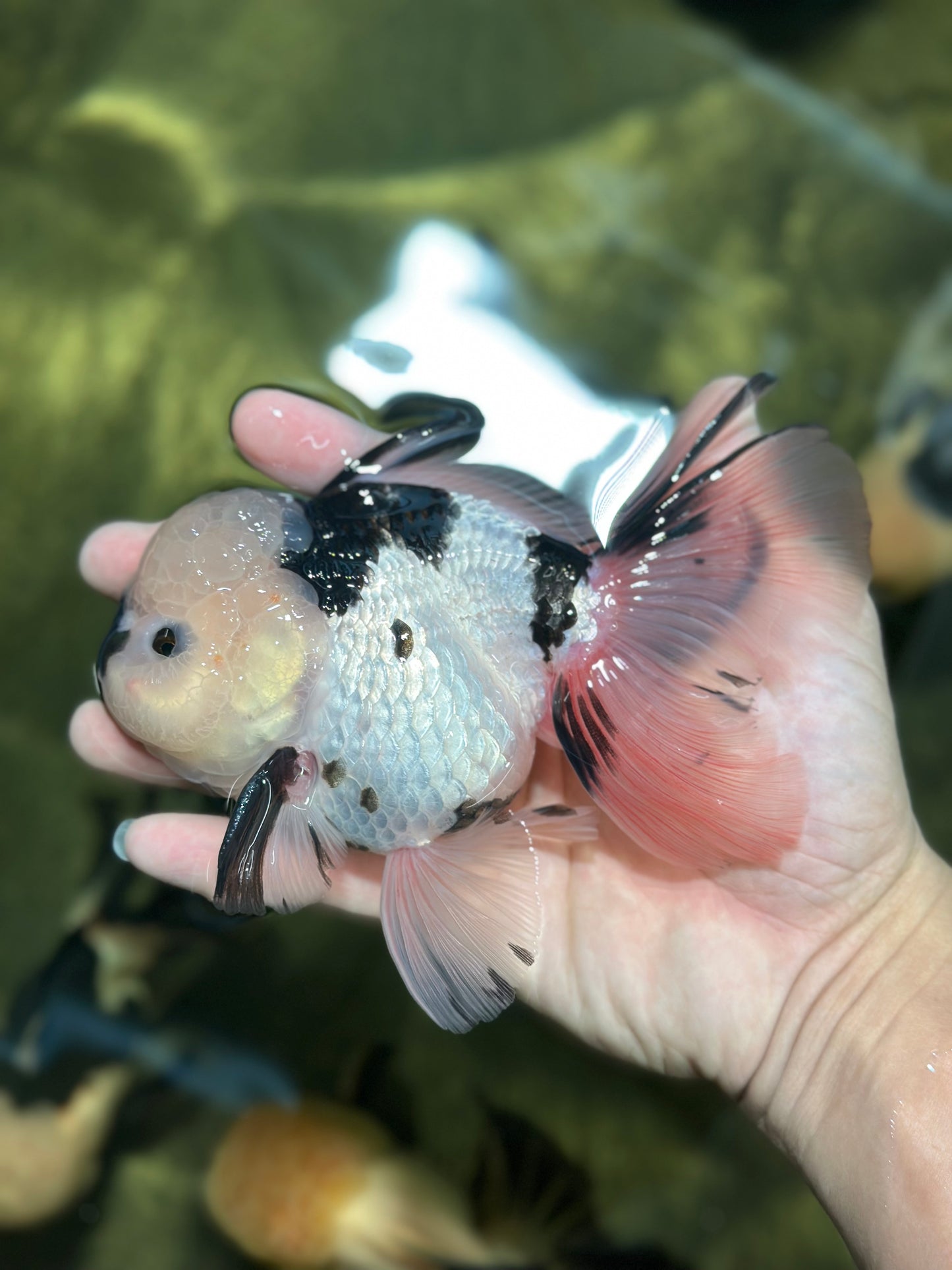 A Grade Panda Oranda Male 5.5 inches #120624OR_01