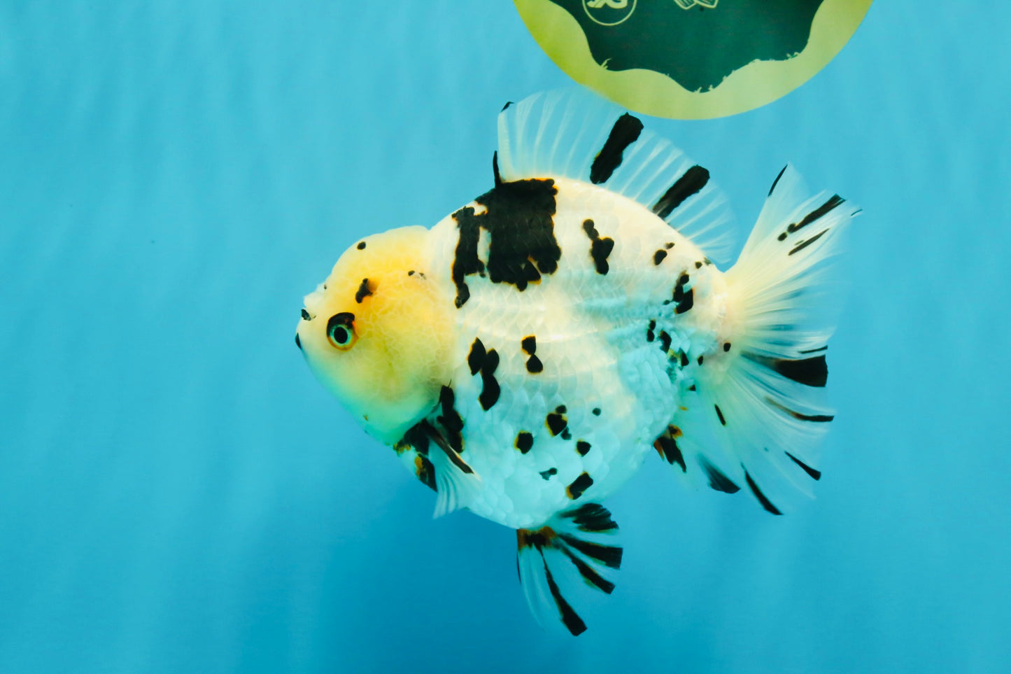 A Grade Special White Tiger Yuanbao Female 6 inches #022726YB_08