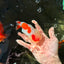 AAA Grade Kohaku LionQueen 4.5 inches #030626LC_01