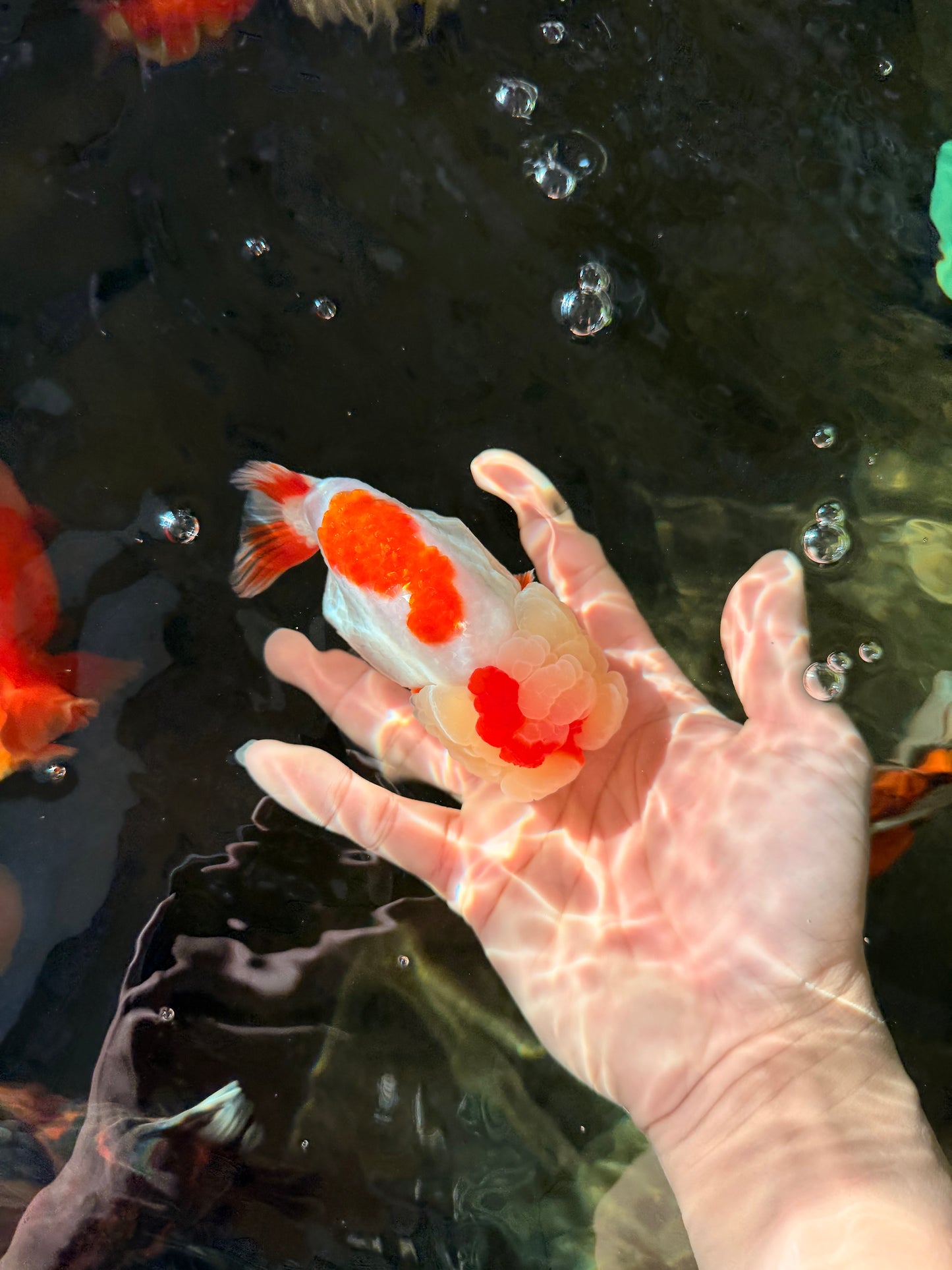 AAA Grade Kohaku LionQueen 4.5 inches #030626LC_01