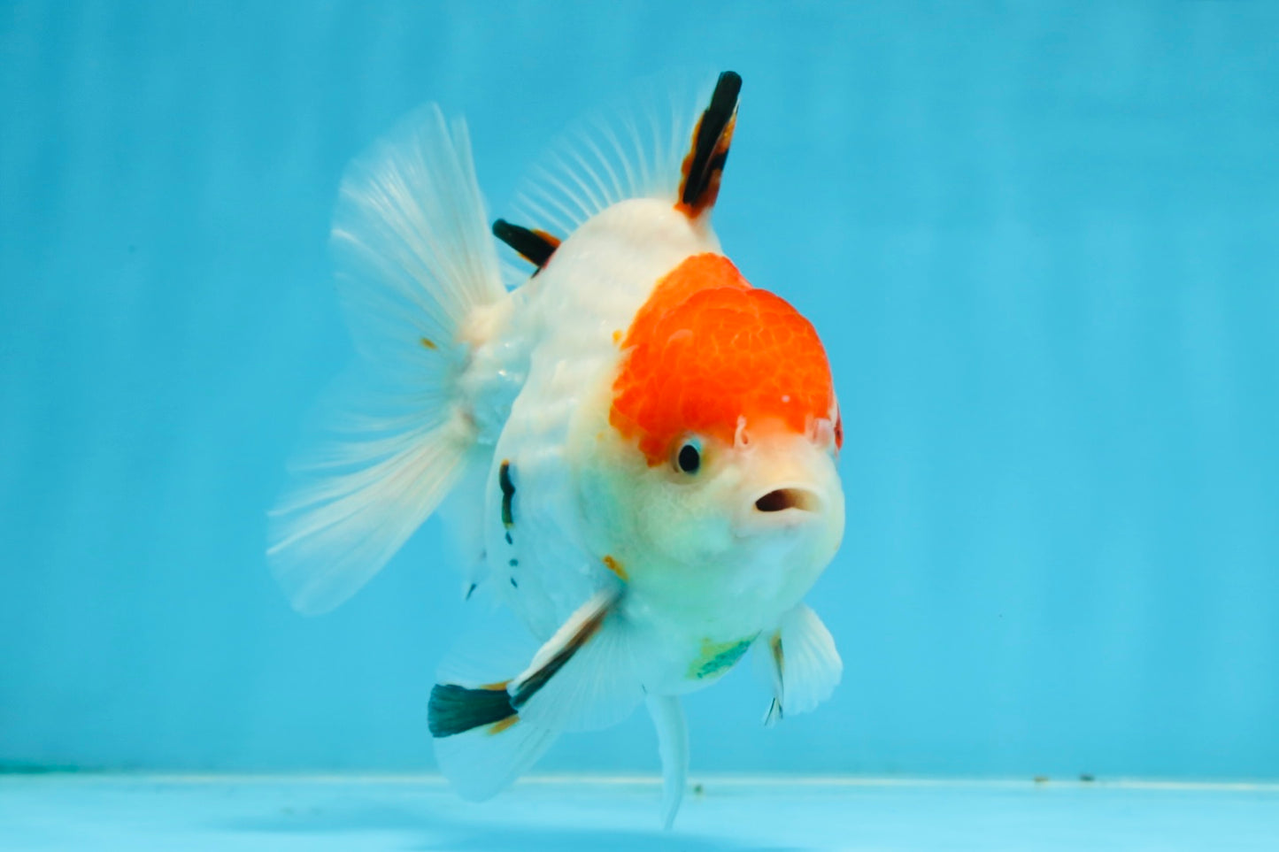 A Grade Sakura Yuanbao Male 4.5 inches #101025YB_25