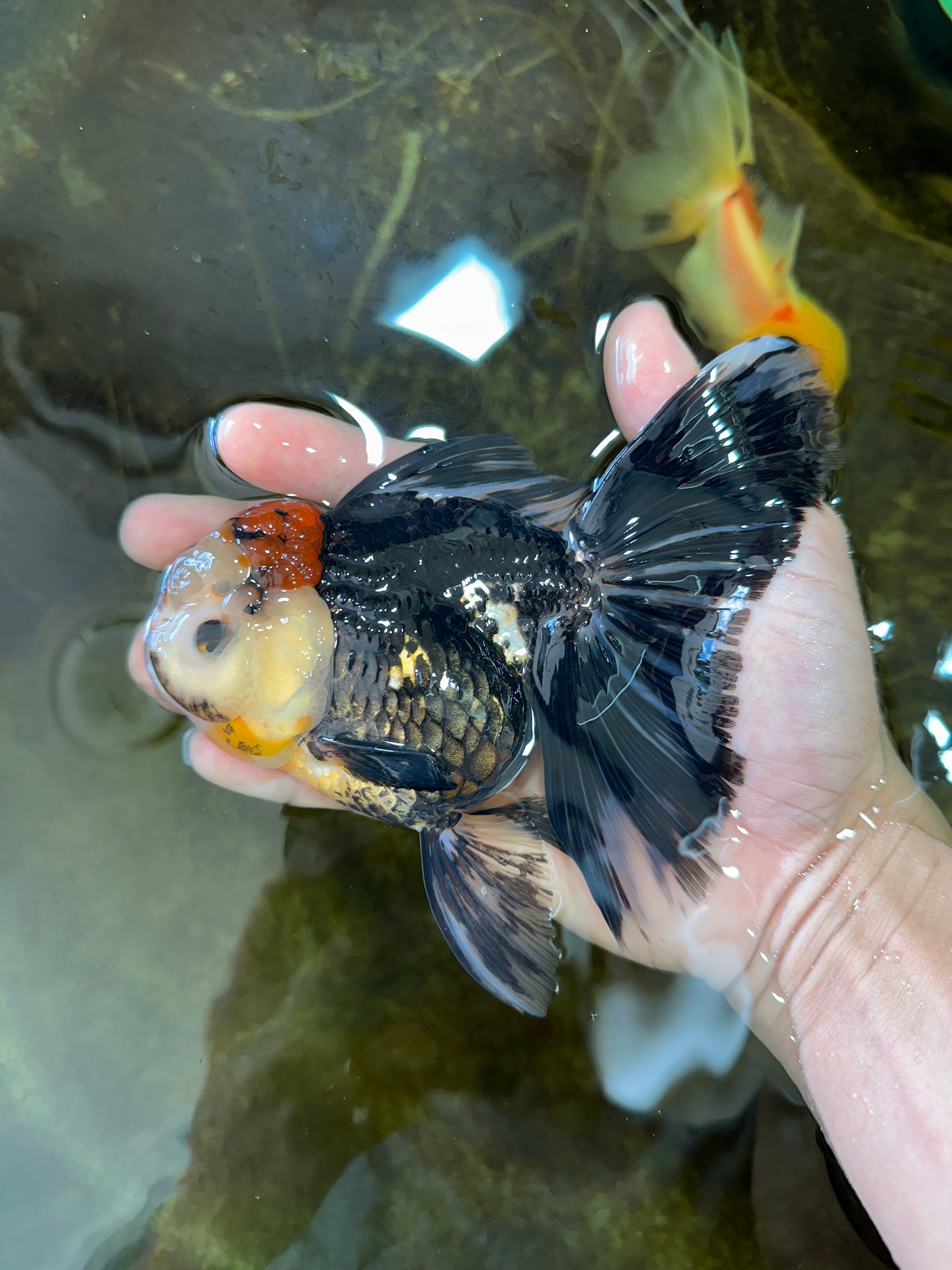A Grade Tricolor Oranda Female 5.5-6 inches #062725OR_24