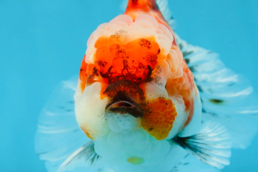 A Grade Chonky Sakura Oranda Female 5-5.5 inches #071125OR_11