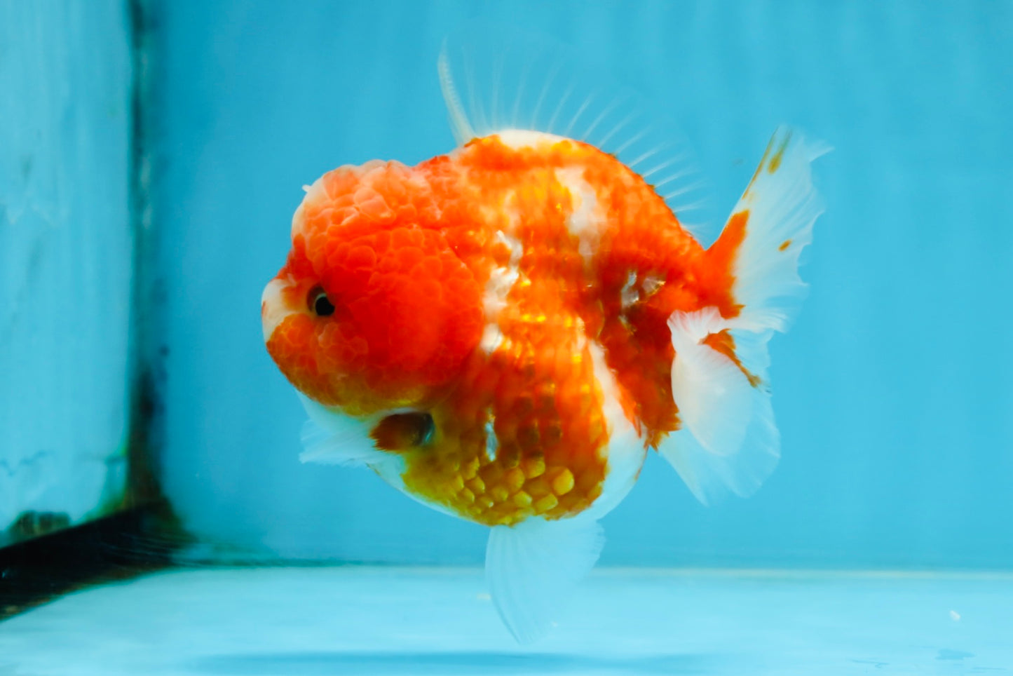 AAA Grade Cherry Sakura Yuanbao Female 4-4.5 inches #101025YB_24