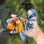 CHUBBY A Grade Calico Tiger Oranda Male 6-6.5 inches #091826OR_04