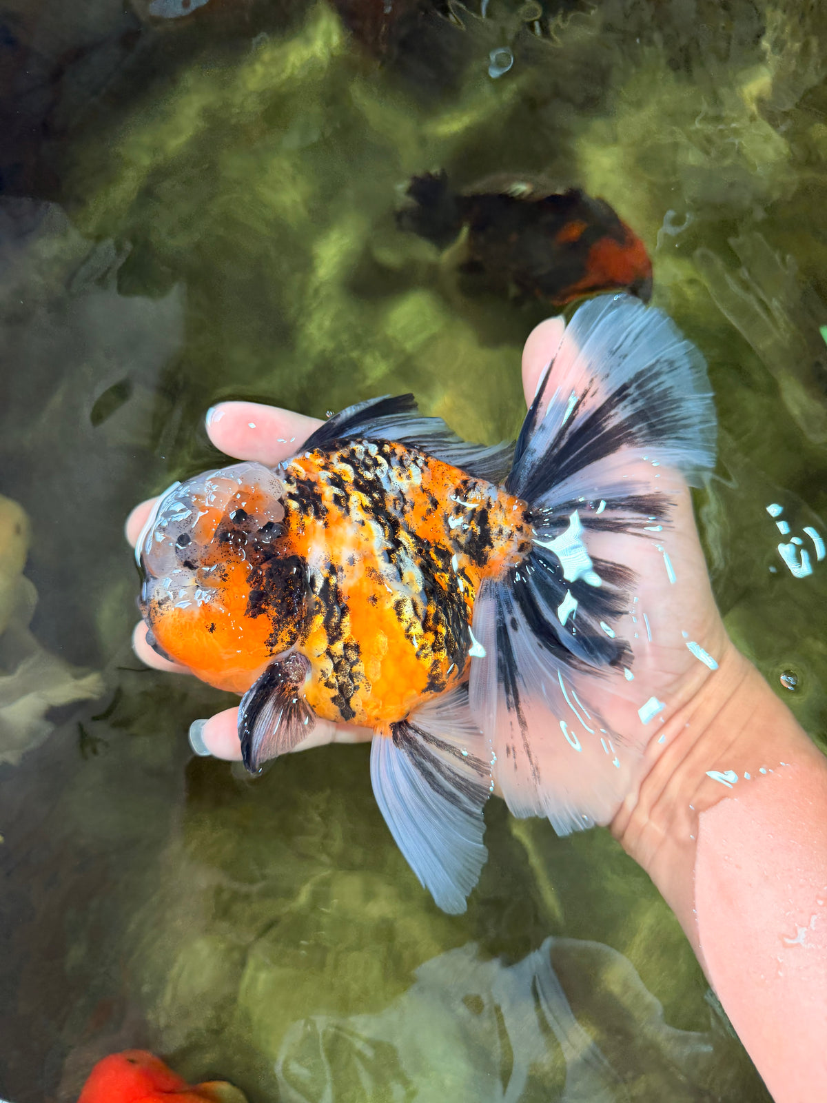 CHUBBY A Grade Calico Tiger Oranda Male 6-6.5 inches #091826OR_04