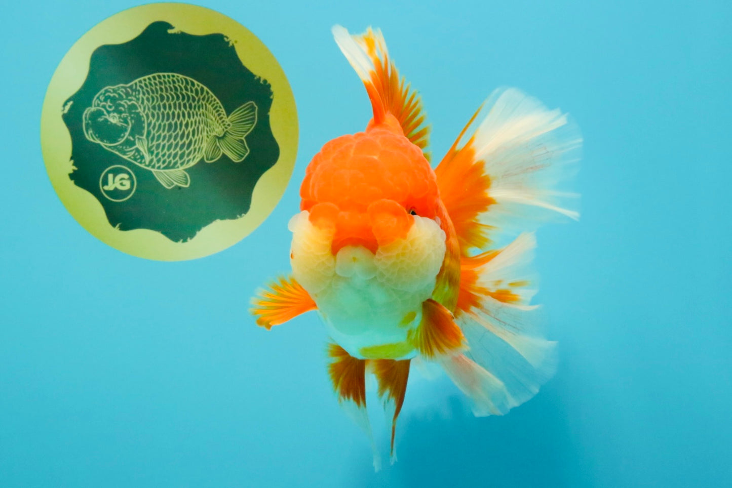 JUMBO A Grade Godzilla Red White Oranda Male 7 inches #031326OR_03