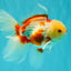 CHICKIE A Grade Red White Oranda Male 5.5 inches #101626OR_08