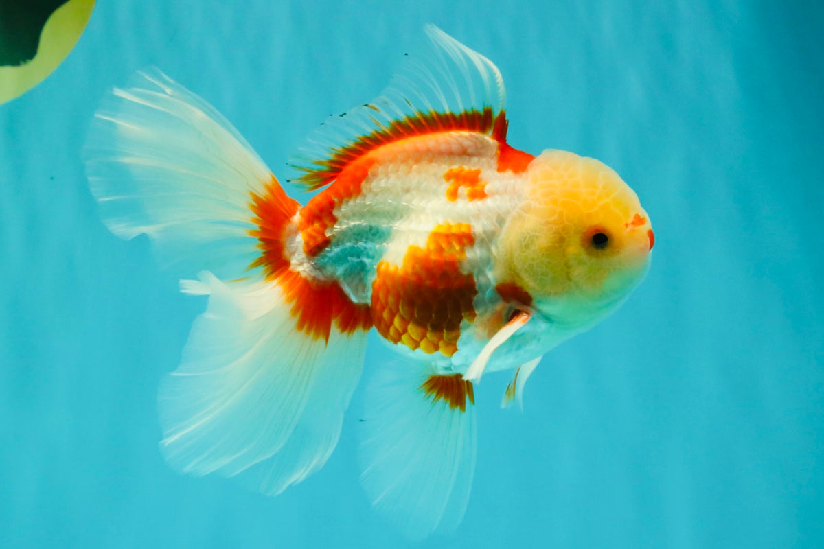 CHICKIE A Grade Red White Oranda Male 5.5 inches #101626OR_08