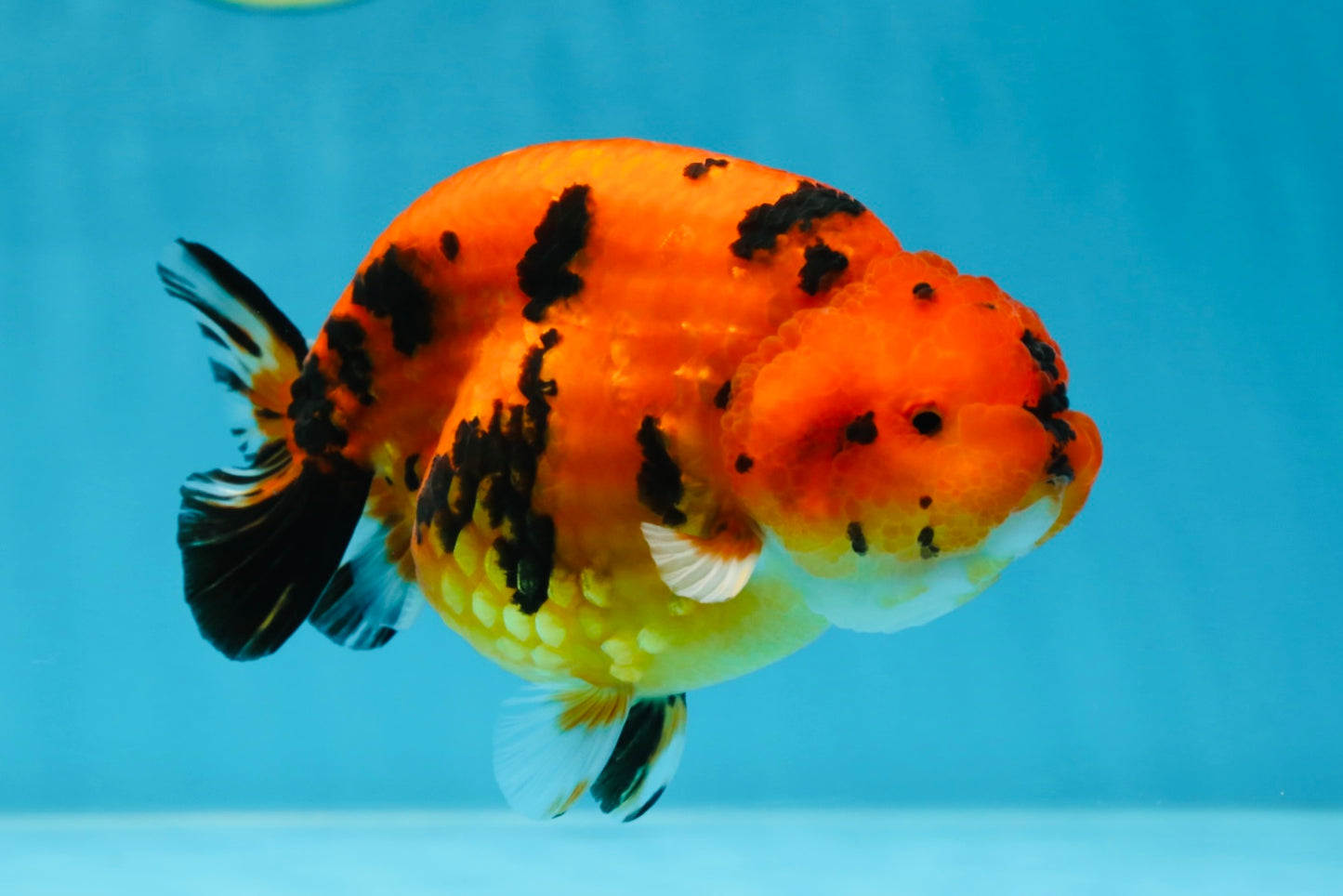 AAA Grade Tiger LionQueen 4.5 inches #053025LC_04