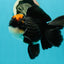 A Grade Superhero Lava Head Tricolor Oranda Male 5-5.5 inches #110824OR_16