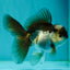 Panda Oranda Male 3.5-4 inches #110124OR_11