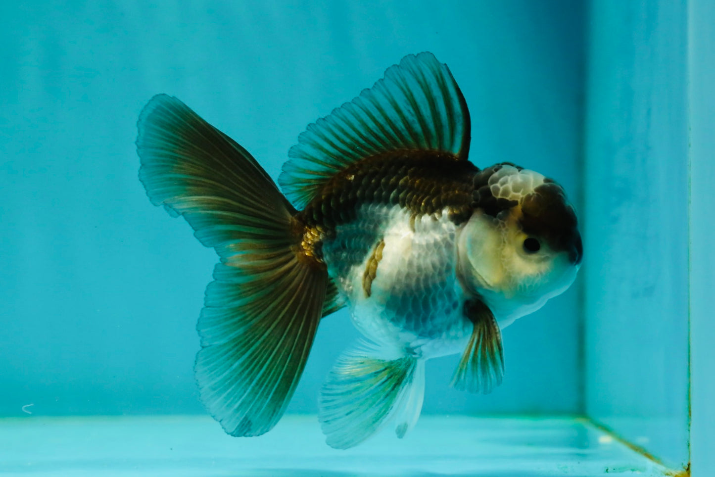 Panda Oranda Male 3.5-4 inches #110124OR_11