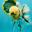 A Grade Marble Oranda Male 7 inches #071026OR_33