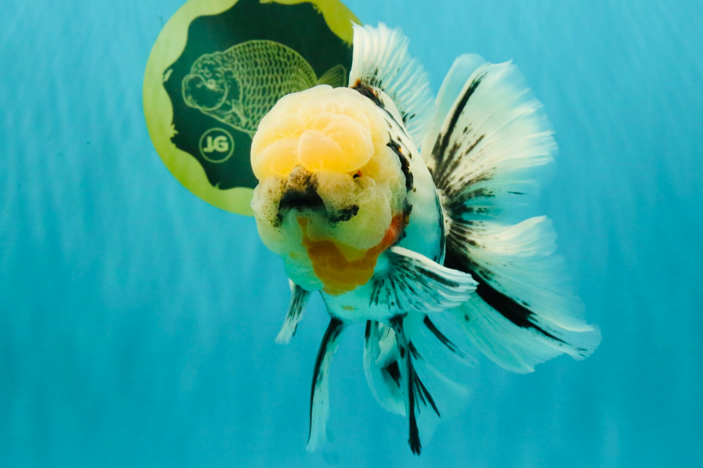 A Grade Marble Oranda Male 7 inches #071026OR_33