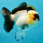 A Grade Panda Oranda Female 5-5.5 inches #050925OR_35
