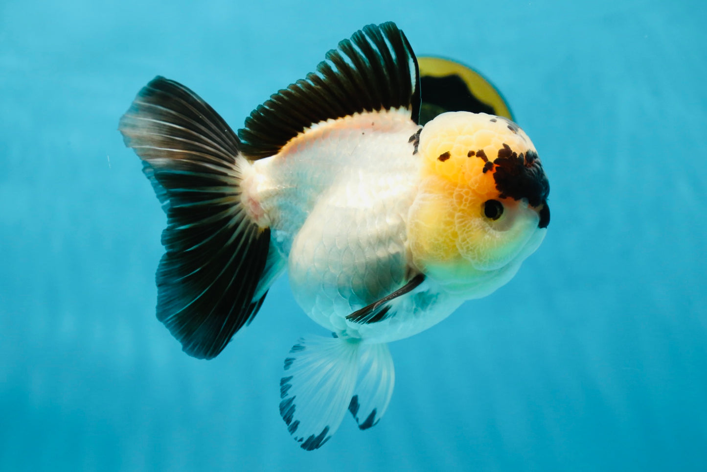 A Grade Panda Oranda Female 5-5.5 inches #050925OR_35