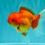 A Grade Red Oranda Male 5.5 inches #070626OR_21
