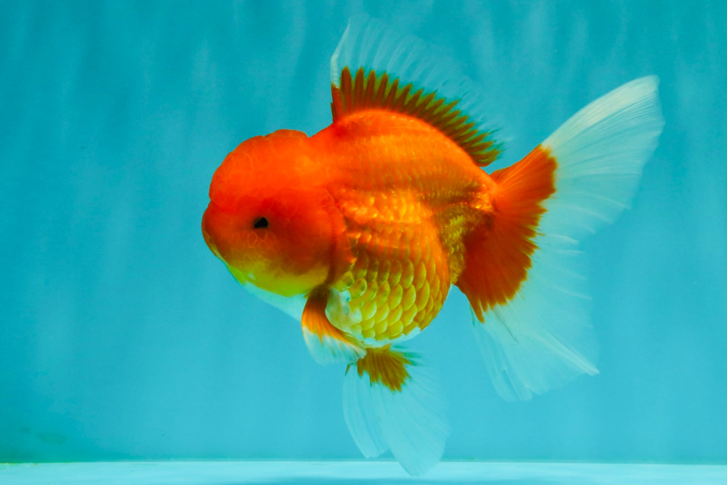 A Grade Red Oranda Male 5.5 inches #070626OR_21