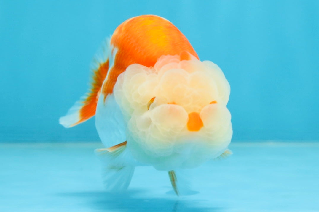 ADORABLE AAA Grade Red White LionQueen 4 inches #102425LC_16