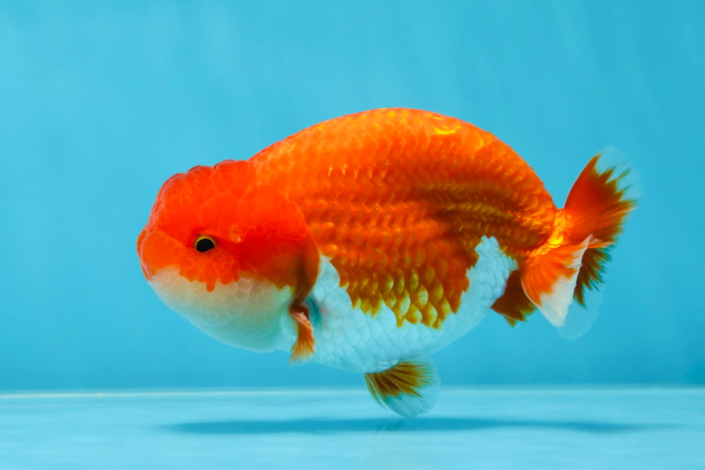 AAA Grade Red White LionKing 4-4.5  inches #053025LC_12