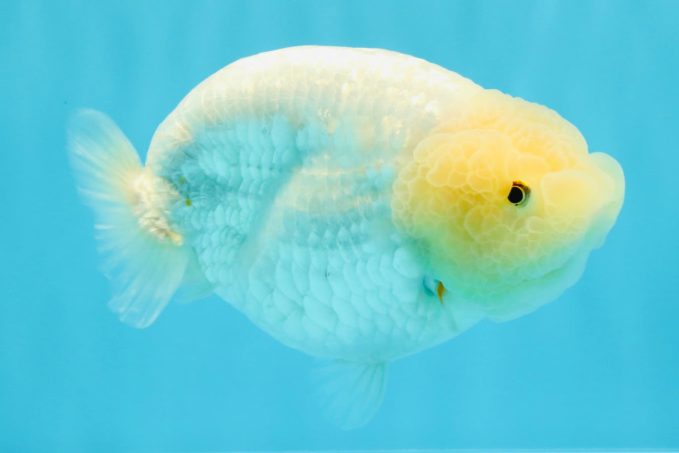 A Grade White Sakura Chinese Ranchu Female 5.5-6 inches #022026RC_21