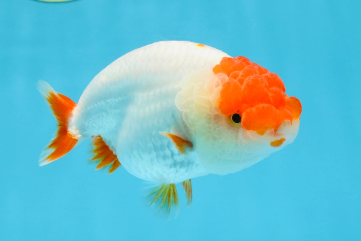 FLUFFY AAA Grade Red Head LionQueen 4-4.5 inches #102425LC_10