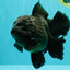 TOOTHLESS AAA Grade Calico Oranda Female 6 inches #100226OR_35