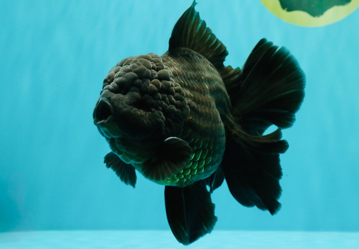 TOOTHLESS AAA Grade Calico Oranda Female 6 inches #100226OR_35