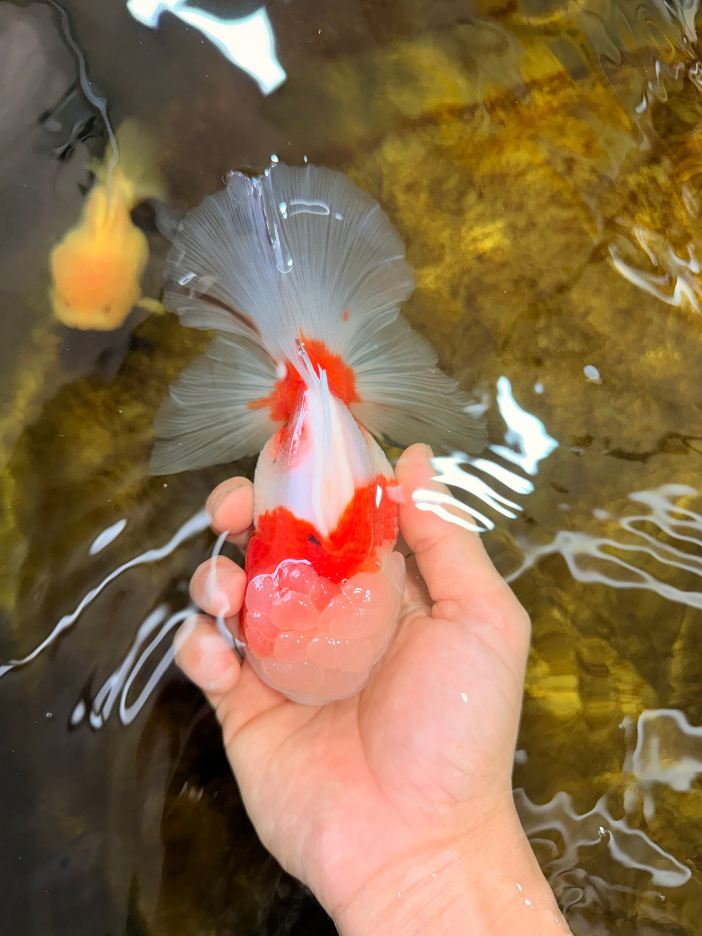 LOVELY A Grade Sakura Oranda Female 5.5 inches #102425OR_23