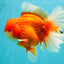 ANGER AAA Grade Broadtail Red White Oranda Male 7 inches #071026OR_05