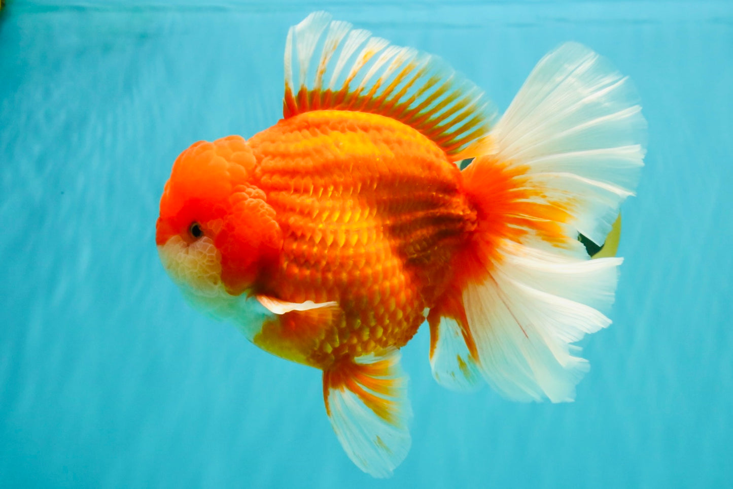 ANGER AAA Grade Broadtail Red White Oranda Male 7 inches #071026OR_05