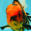 CHARLIE AAA Grade Beautiful Tiger Oranda Male 6-6.5 inches #061926OR_17
