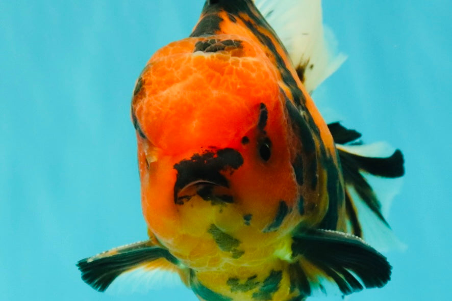 CHARLIE AAA Grade Beautiful Tiger Oranda Male 6-6.5 inches #061926OR_17