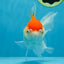 A Grade ADORABLE Red White Oranda Female 5.5 inches #072525OR_18